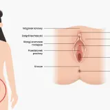 Anatomia kobieca: wzgórek łonowy, łechtaczka, wargi sromowe, cewka moczowa, pochwa, przedsionek pochwy, krocze i odbyt.