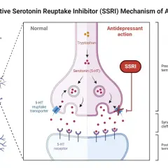 Schemat działania SSRI, np. Lexapro, pokazujący, jak blokuje wychwyt zwrotny serotoniny, zwiększając jej dostępność w synapsie.