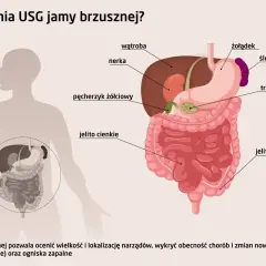 USG jamy brzusznej co wykrywa? Ilustracja pokazuje narządy jamy brzusznej: wątrobę, nerki, żołądek, trzustkę, jelita, pęcherzyk żółciowy, śledzionę.