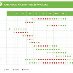 Kiedy pyli sosna? Kalendarz pokazuje, że intensywne pylenie sosny przypada na maj i czerwiec, z różnym nasileniem.
