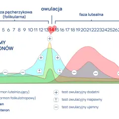 Wykres poziomu hormonów w cyklu menstruacyjnym. Widać szczyt LH przed owulacją, co jest kluczowe dla lh badanie.