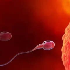 Spermatozoa zbliżają się do komórki jajowej, symbolizując początek implantacji zarodka.