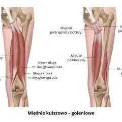 Anatomia mięśni tylnej części uda: mięsień półścięgnisty i półbłoniasty.