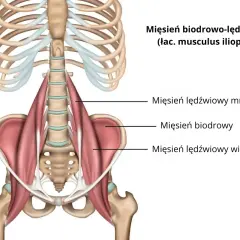 Anatomia mięśnia biodrowo-lędźwiowego z zaznaczonymi częściami: mniejszy, biodrowy, większy.