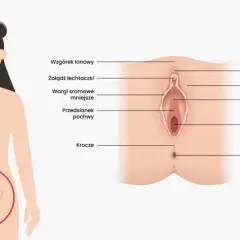 Anatomia kobieca: wzgórek łonowy, łechtaczka, wargi sromowe, cewka moczowa, pochwa, przedsionek pochwy, krocze i odbyt.