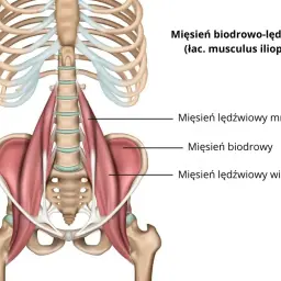 Anatomia mięśnia biodrowo-lędźwiowego z zaznaczonymi częściami: mniejszy, biodrowy, większy.