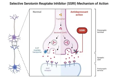 Schemat działania SSRI, np. Lexapro, pokazujący, jak blokuje wychwyt zwrotny serotoniny, zwiększając jej dostępność w synapsie.