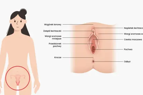 Anatomia kobieca: wzgórek łonowy, łechtaczka, wargi sromowe, cewka moczowa, pochwa, przedsionek pochwy, krocze i odbyt.