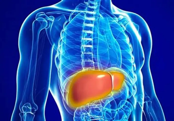 Anatomia człowieka z podświetloną wątrobą, kluczową dla metabolizmu bilirubina całkowita.