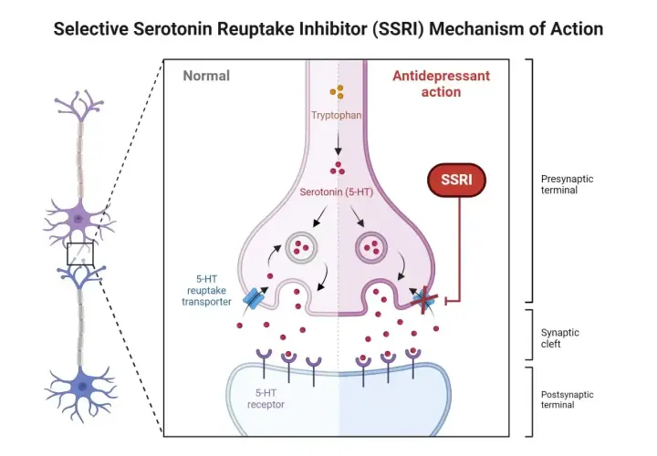 Schemat działania SSRI, np. Lexapro, pokazujący, jak blokuje wychwyt zwrotny serotoniny, zwiększając jej dostępność w synapsie.
