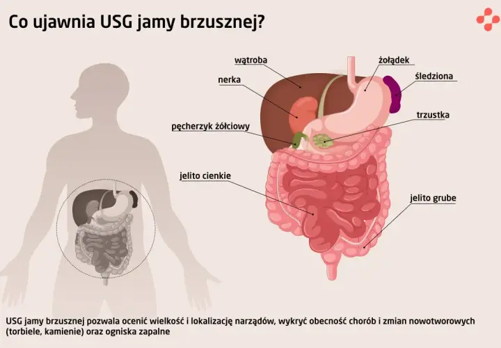 USG jamy brzusznej co wykrywa? Ilustracja pokazuje narządy jamy brzusznej: wątrobę, nerki, żołądek, trzustkę, jelita, pęcherzyk żółciowy, śledzionę.