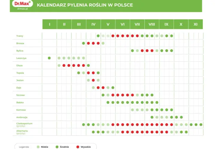 Kiedy pyli sosna? Kalendarz pokazuje, że intensywne pylenie sosny przypada na maj i czerwiec, z różnym nasileniem.