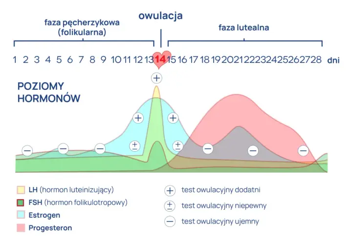 Wykres poziomu hormonów w cyklu menstruacyjnym. Widać szczyt LH przed owulacją, co jest kluczowe dla lh badanie.