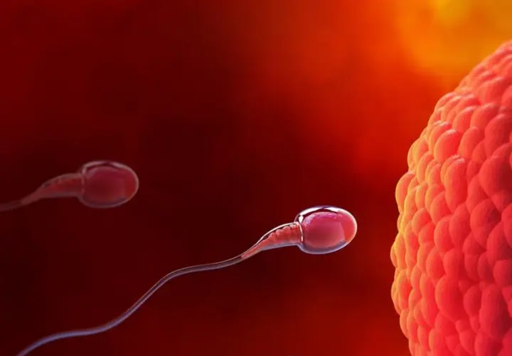 Spermatozoa zbliżają się do komórki jajowej, symbolizując początek implantacji zarodka.
