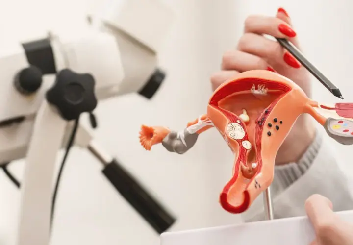 Model narządu rodnego kobiety i kolposkop. Wyjaśnienie, cytologia co to, dzięki modelowi.