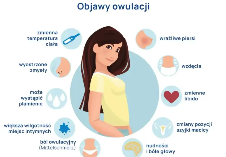 Ilustracja przedstawia objawy owulacji, w tym ból jajnika (Mittelschmerz), zmiany temperatury, wrażliwość piersi i inne.