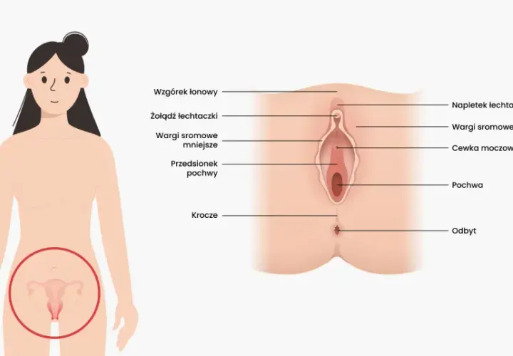 Anatomia kobieca: wzgórek łonowy, łechtaczka, wargi sromowe, cewka moczowa, pochwa, przedsionek pochwy, krocze i odbyt.