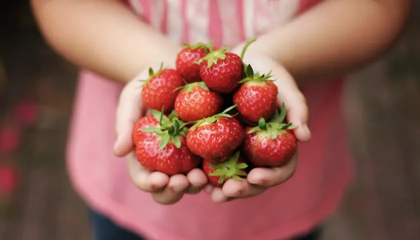 Dziecko trzyma w dłoniach garść soczystych truskawek. To pyszna i zdrowa przekąska, która ma niewiele truskawki kcal.