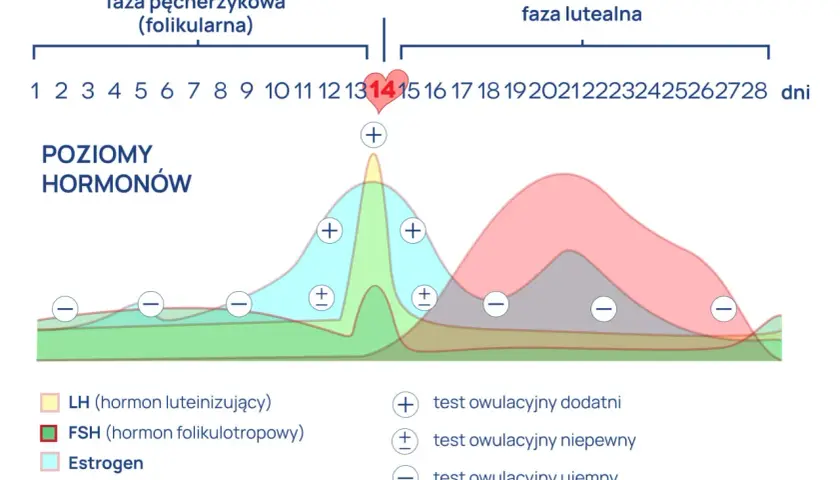 Wykres poziomu hormonów w cyklu menstruacyjnym. Widać szczyt LH przed owulacją, co jest kluczowe dla lh badanie.