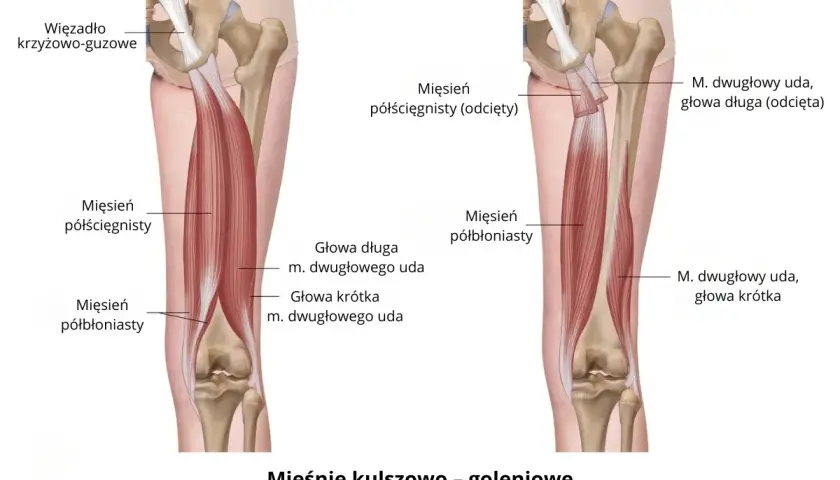 Anatomia mięśni tylnej części uda: mięsień półścięgnisty i półbłoniasty.