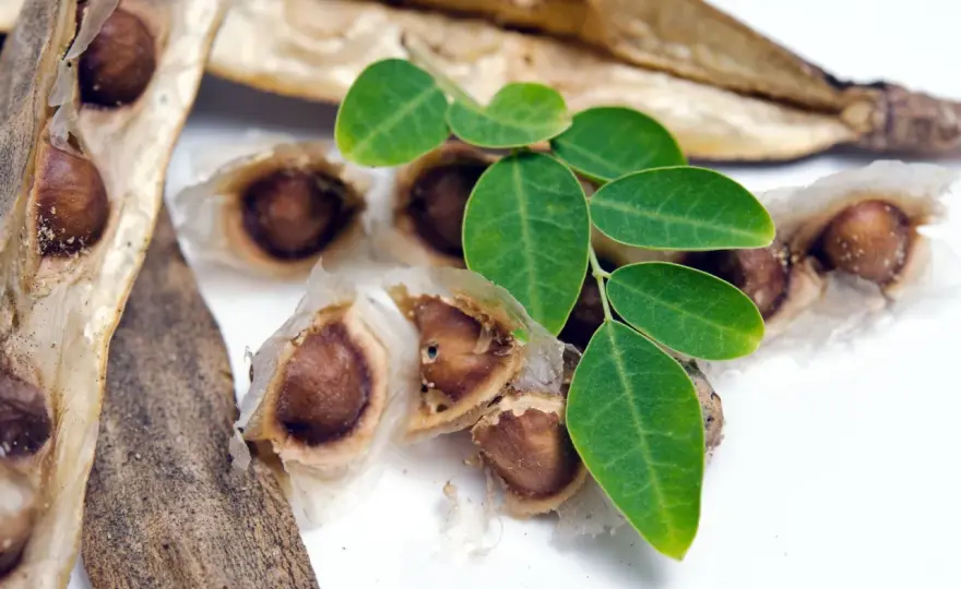 Moringa - superfood czy mit? Poznaj prawdę i stosuj mądrze