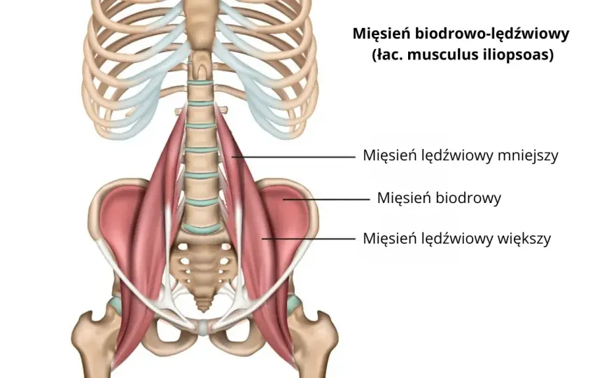 Mięsień lędźwiowy: Ból pleców i bioder? Poznaj przyczyny i rozwiązania