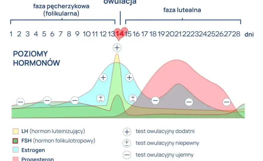 Progesteron - kiedy badać wynik i co mówi o cyklu oraz ciąży?