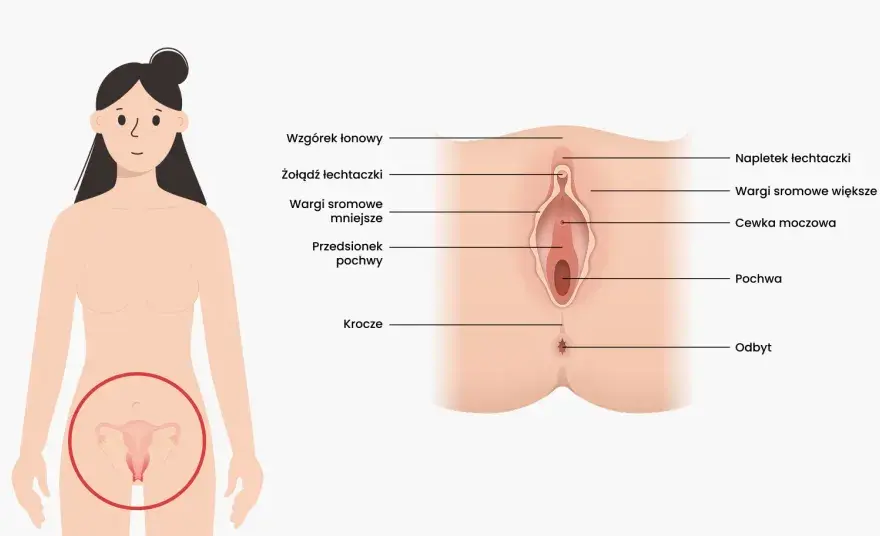 Przedsionek pochwy - co jest normą, a co wymaga kontroli?
