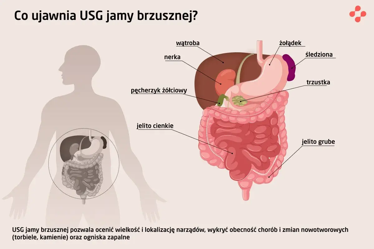 USG jamy brzusznej co wykrywa? Ilustracja pokazuje narządy jamy brzusznej: wątrobę, nerki, żołądek, trzustkę, jelita, pęcherzyk żółciowy, śledzionę.