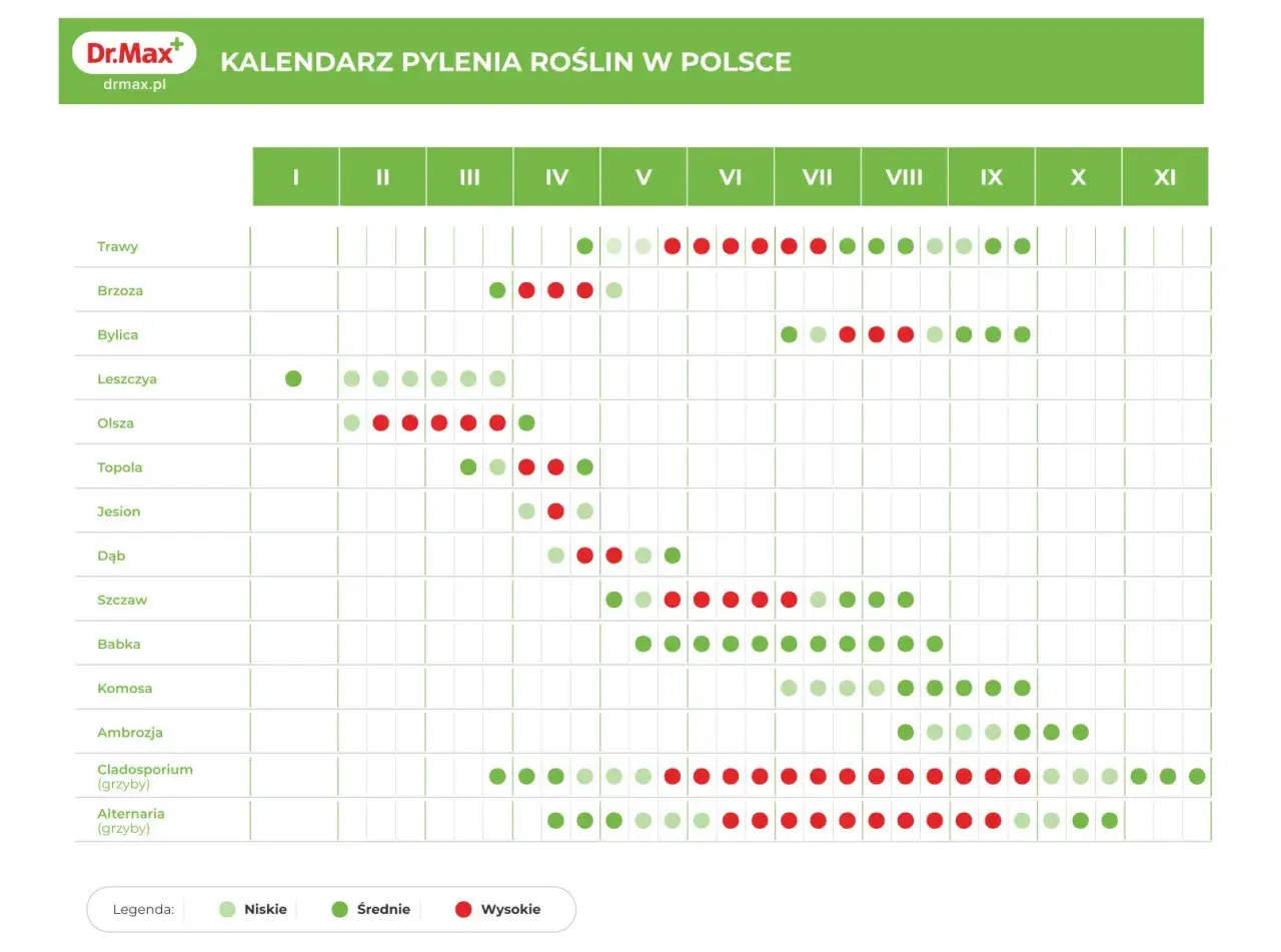 Kiedy pyli sosna? Kalendarz pokazuje, że intensywne pylenie sosny przypada na maj i czerwiec, z różnym nasileniem.