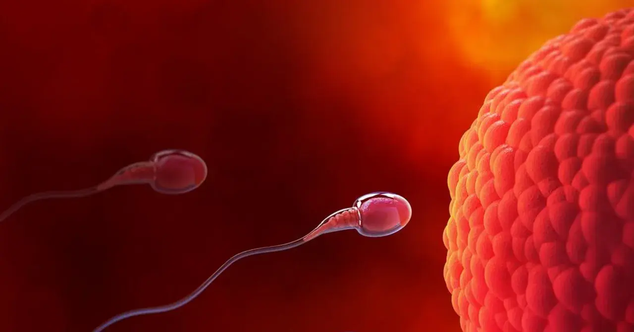 Spermatozoa zbliżają się do komórki jajowej, symbolizując początek implantacji zarodka.