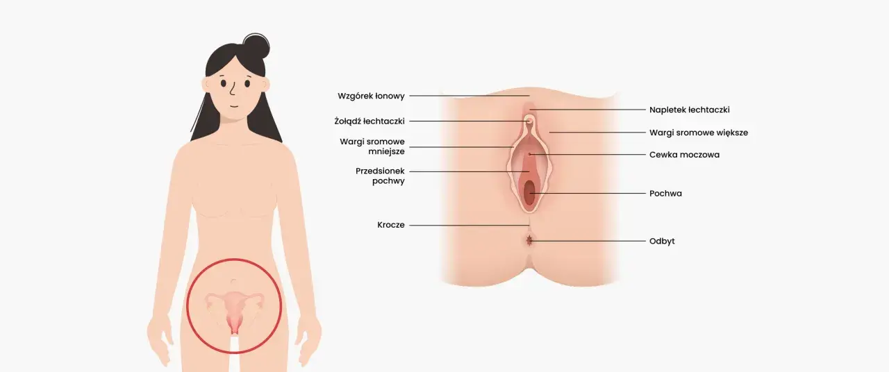 Anatomia kobieca: wzgórek łonowy, łechtaczka, wargi sromowe, cewka moczowa, pochwa, przedsionek pochwy, krocze i odbyt.
