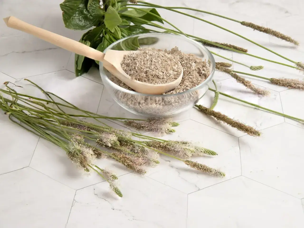 Łuska babki lancetowatej w misce, obok świeże, zielone pędy z kwiatostanami. Naturalny senes.