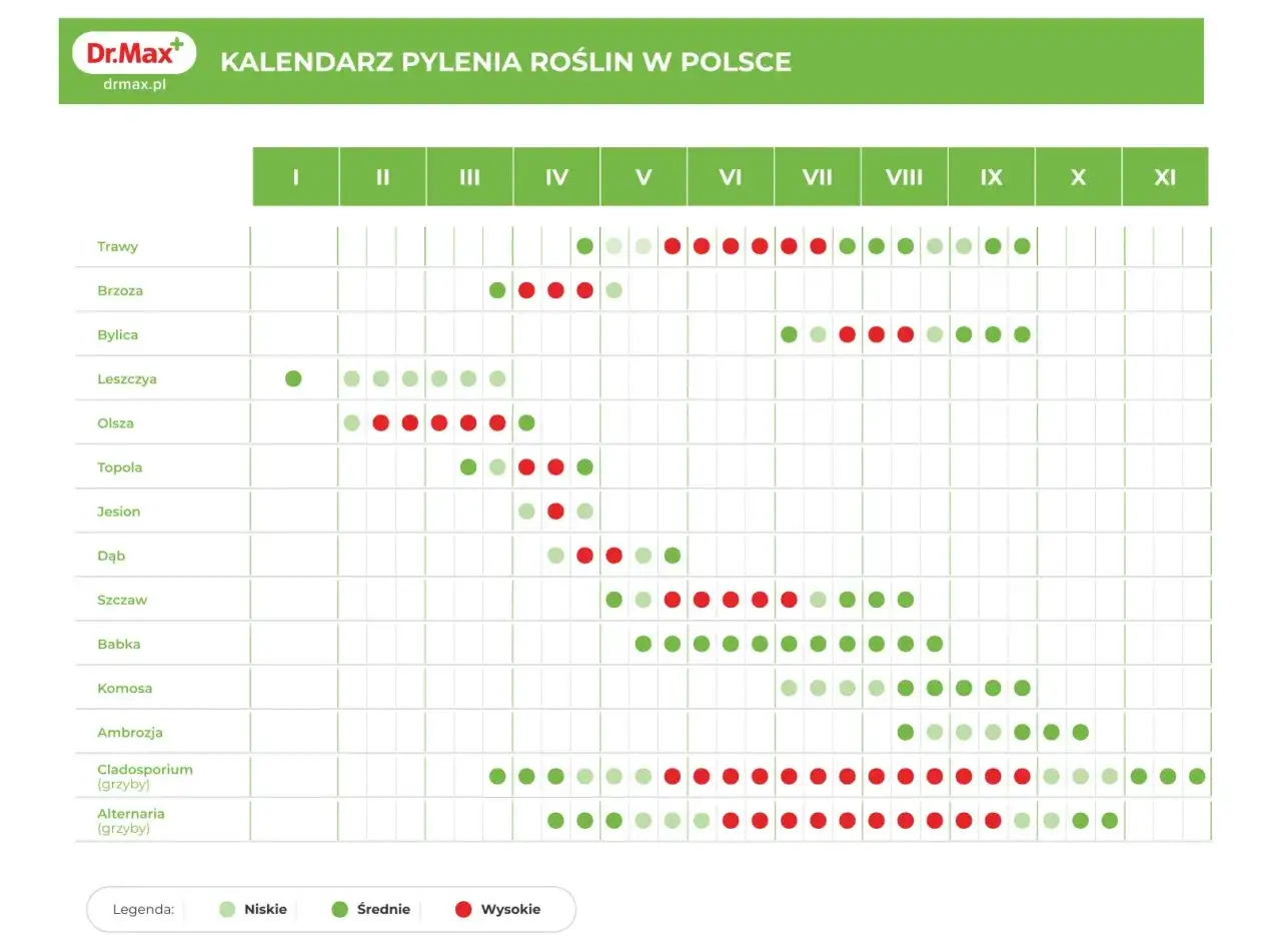 Kiedy pyli sosna? Kalendarz pokazuje, że intensywne pylenie sosny przypada na maj i czerwiec, z różnym nasileniem.