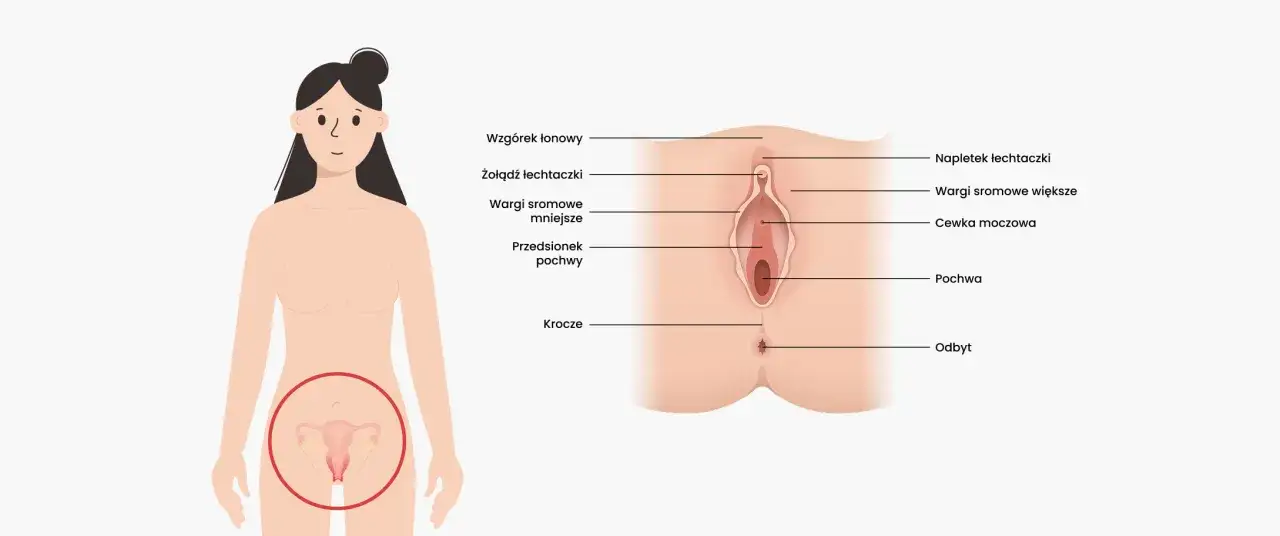 Anatomia kobieca: wzgórek łonowy, łechtaczka, wargi sromowe, cewka moczowa, przedsionek pochwy, pochwa, krocze, odbyt.