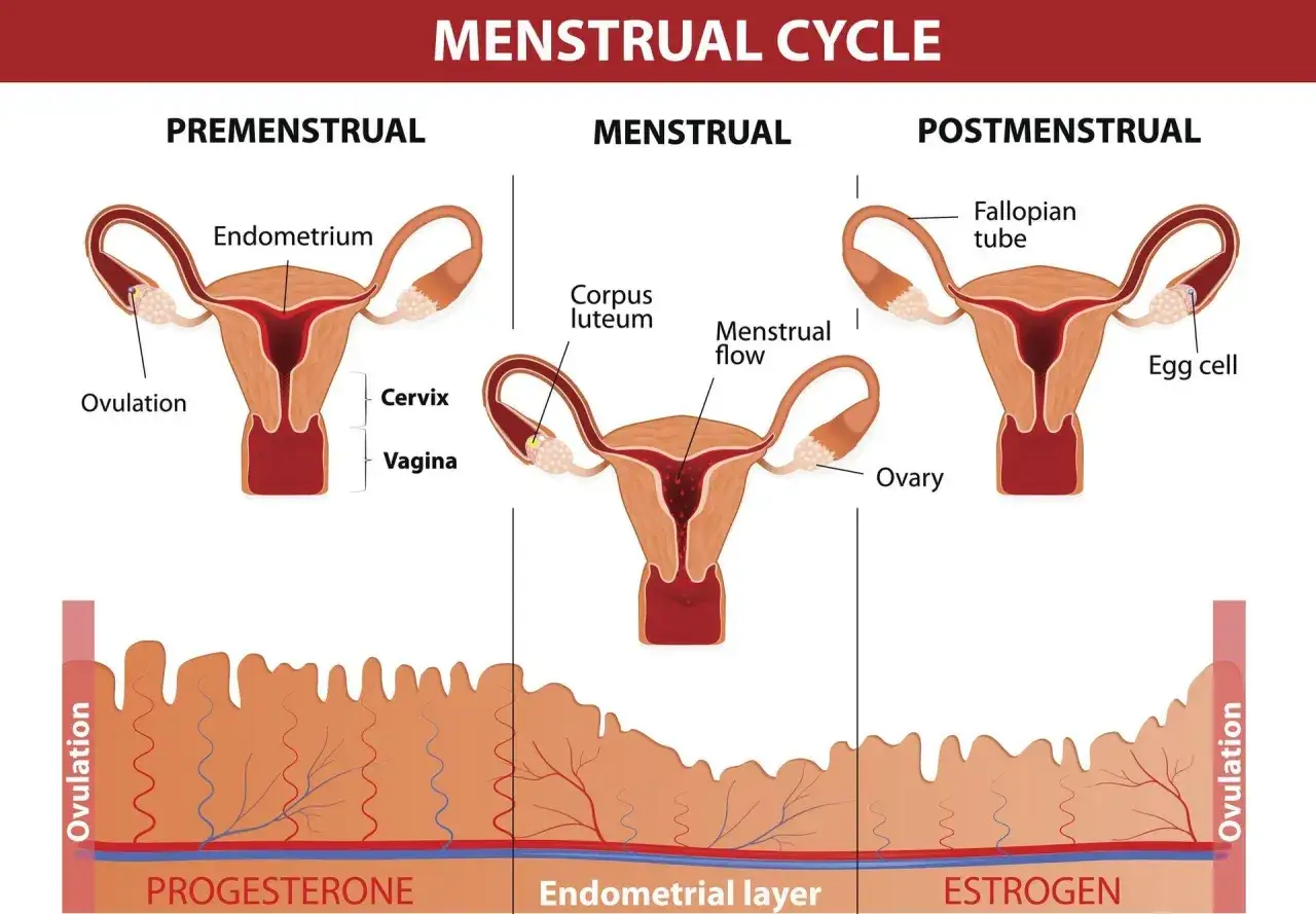 Cykl menstruacyjny: faza przedmiesiączkowa, miesiączkowa i pomenstruacyjna. Wykres pokazuje zmiany endometrium i poziom hormonów, w tym progesteronu.
