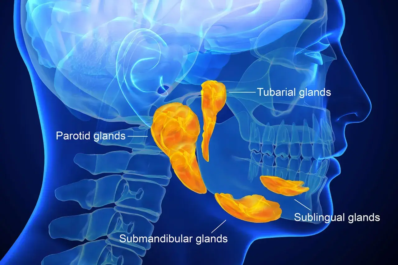 Anatomia ślinianek: przyuszne, podżuchwowe, podjęzykowe i tubarialne. Zapalenie ślinianek może dotyczyć tych struktur.